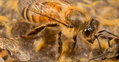 Wildflower Bee Pollen • Pure raw local Oregon Bee-Licious Honey